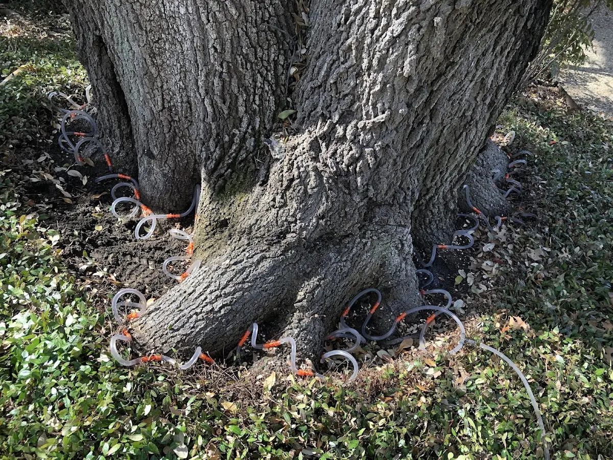 Detailed Tree Cabling and Bracing job site in Benicia